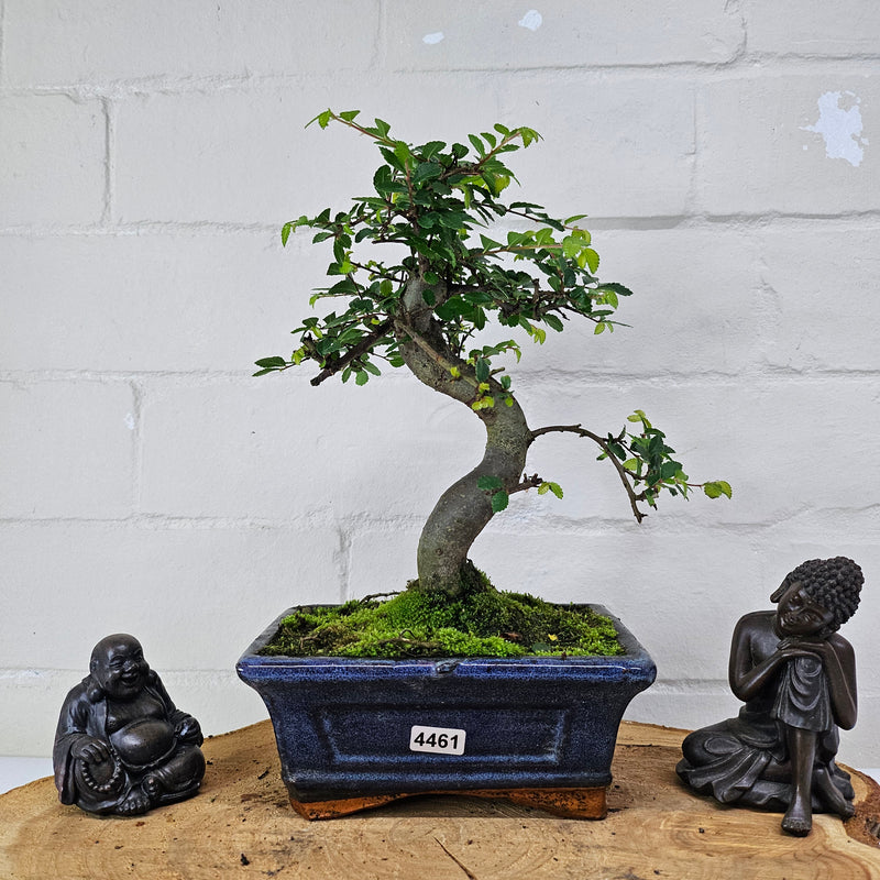 Chinese Elm (Ulmus Parvifolia) Bonsai Tree | Shaped | In 15cm Pot