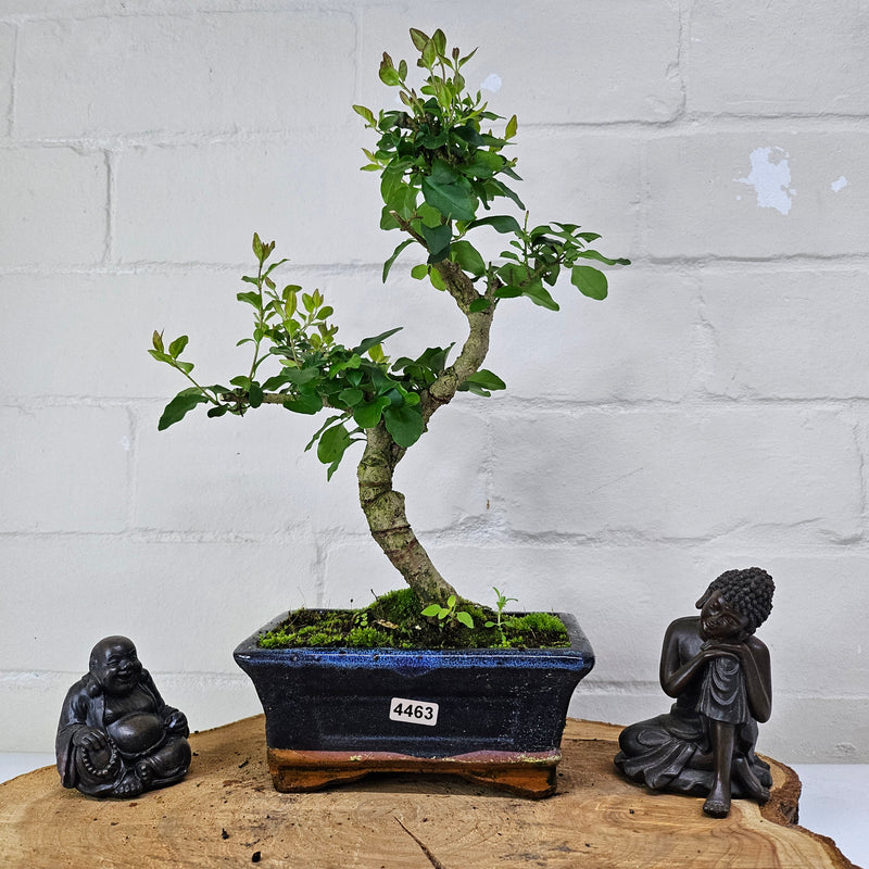 Chinese Privet (Ligustrum Sinense) Bonsai Tree | Shaped | In 15cm Pot