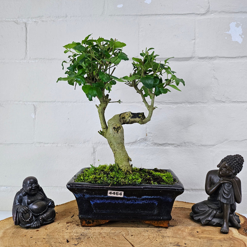 Chinese Privet (Ligustrum Sinense) Bonsai Tree | Shaped | In 15cm Pot