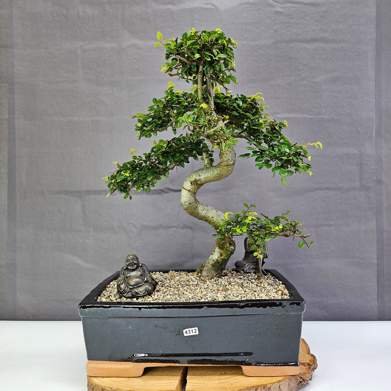 Chinese Elm (Ulmus Parvifolia) Bonsai Tree | Shaped | In 30cm Pot