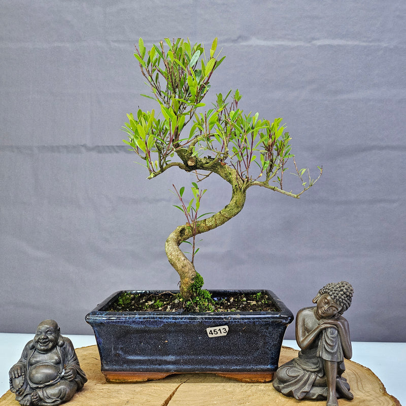 Brush Cherry (Syzygium) Bonsai Tree | Shaped | In 20cm Pot