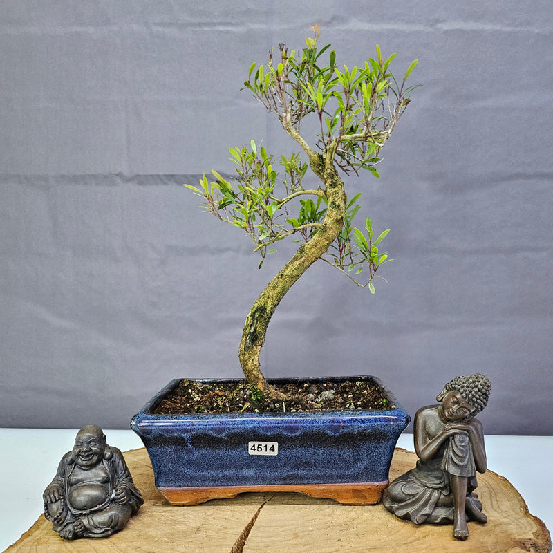 Brush Cherry (Syzygium) Bonsai Tree | Shaped | In 20cm Pot