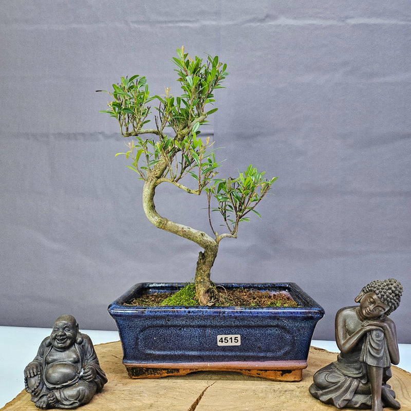 Brush Cherry (Syzygium) Bonsai Tree | Shaped | In 20cm Pot