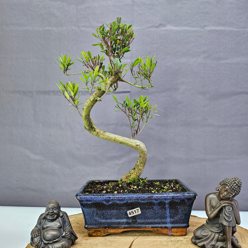 Brush Cherry (Syzygium) Bonsai Tree | Shaped | In 20cm Pot