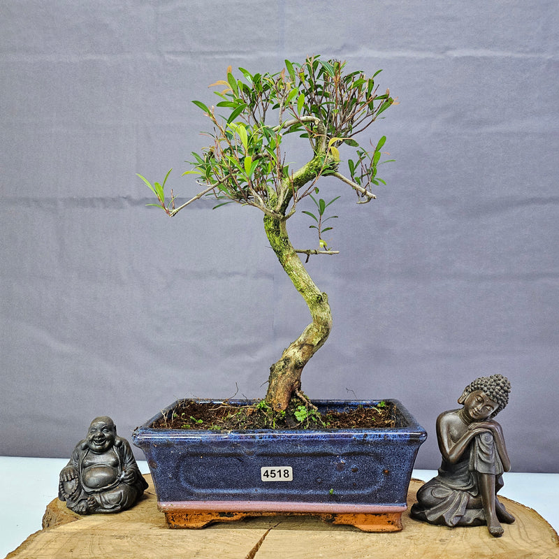 Brush Cherry (Syzygium) Bonsai Tree | Shaped | In 20cm Pot