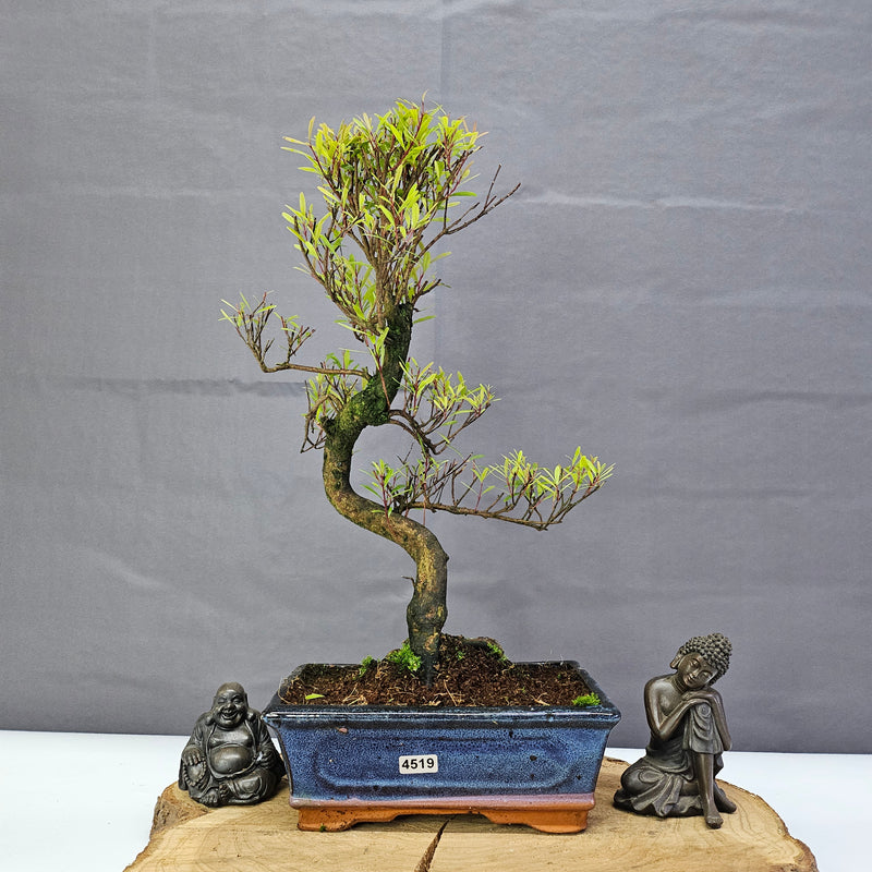 Brush Cherry (Syzygium) Bonsai Tree | Shaped | In 20cm Pot