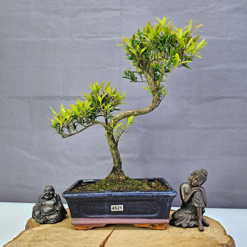 Brush Cherry (Syzygium) Bonsai Tree | Shaped | In 20cm Pot