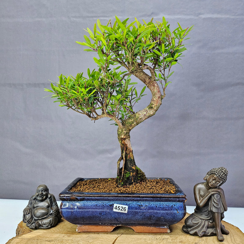 Brush Cherry (Syzygium) Bonsai Tree | Shaped | In 20cm Pot