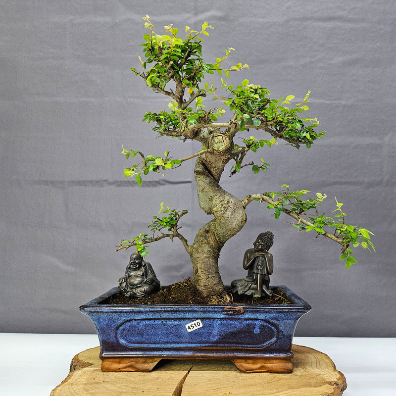 Chinese Elm (Ulmus Parvifolia) Bonsai Tree | Shaped | In 30cm Pot