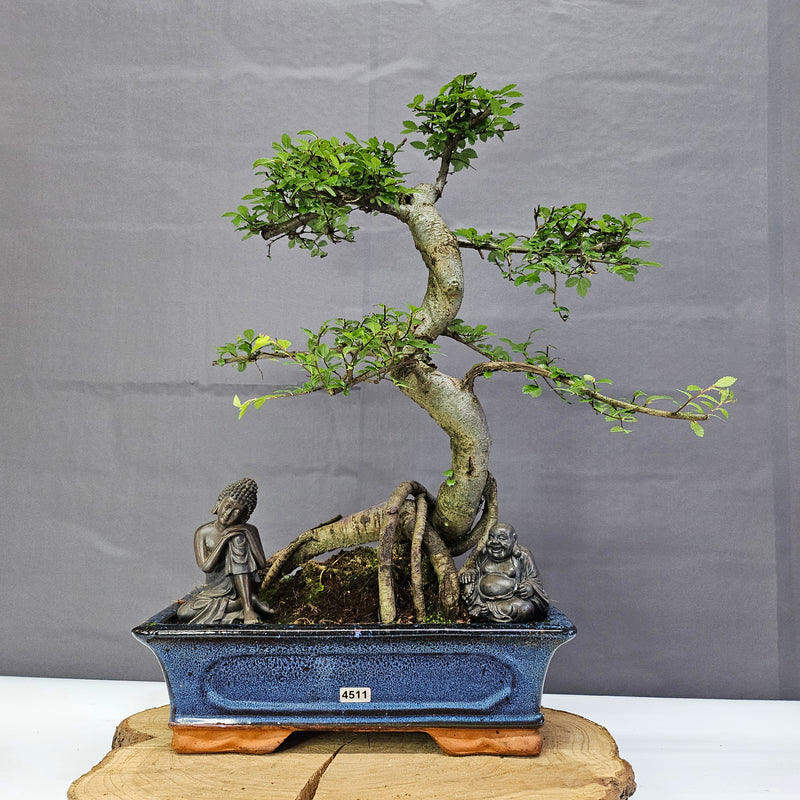 Chinese Elm (Ulmus Parvifolia) Bonsai Tree | Shaped | In 30cm Pot