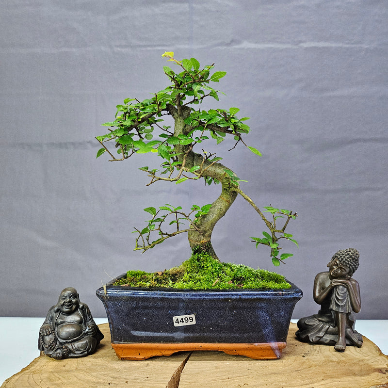 Chinese Elm (Ulmus Parvifolia) Bonsai Tree | Shaped | In 20cm Pot