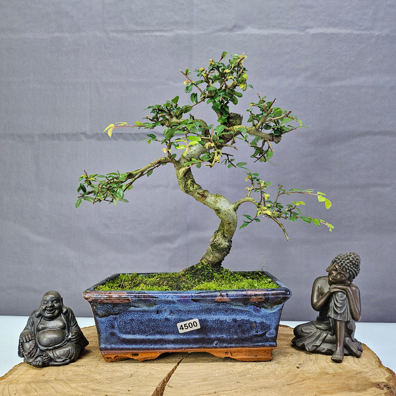 Chinese Elm (Ulmus Parvifolia) Bonsai Tree | Shaped | In 20cm Pot