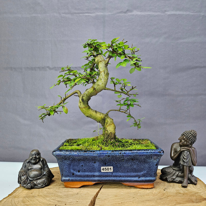 Chinese Elm (Ulmus Parvifolia) Bonsai Tree | Shaped | In 20cm Pot