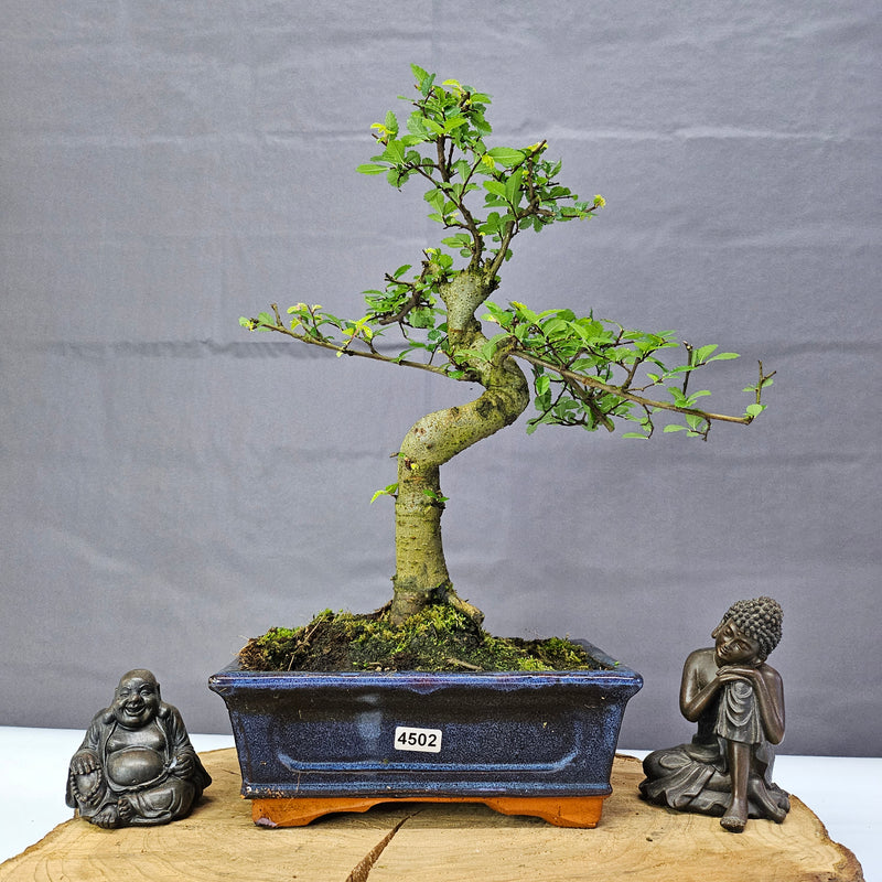 Chinese Elm (Ulmus Parvifolia) Bonsai Tree | Shaped | In 20cm Pot