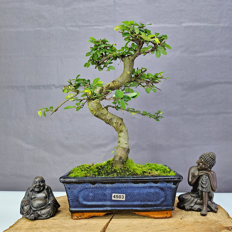 Chinese Elm (Ulmus Parvifolia) Bonsai Tree | Shaped | In 20cm Pot