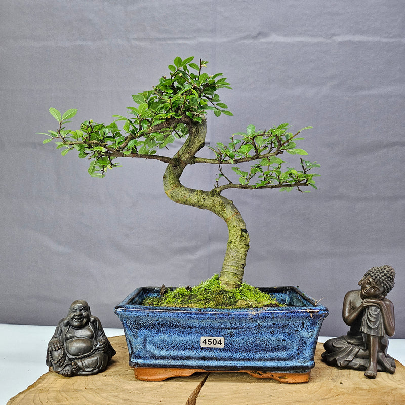 Chinese Elm (Ulmus Parvifolia) Bonsai Tree | Shaped | In 20cm Pot