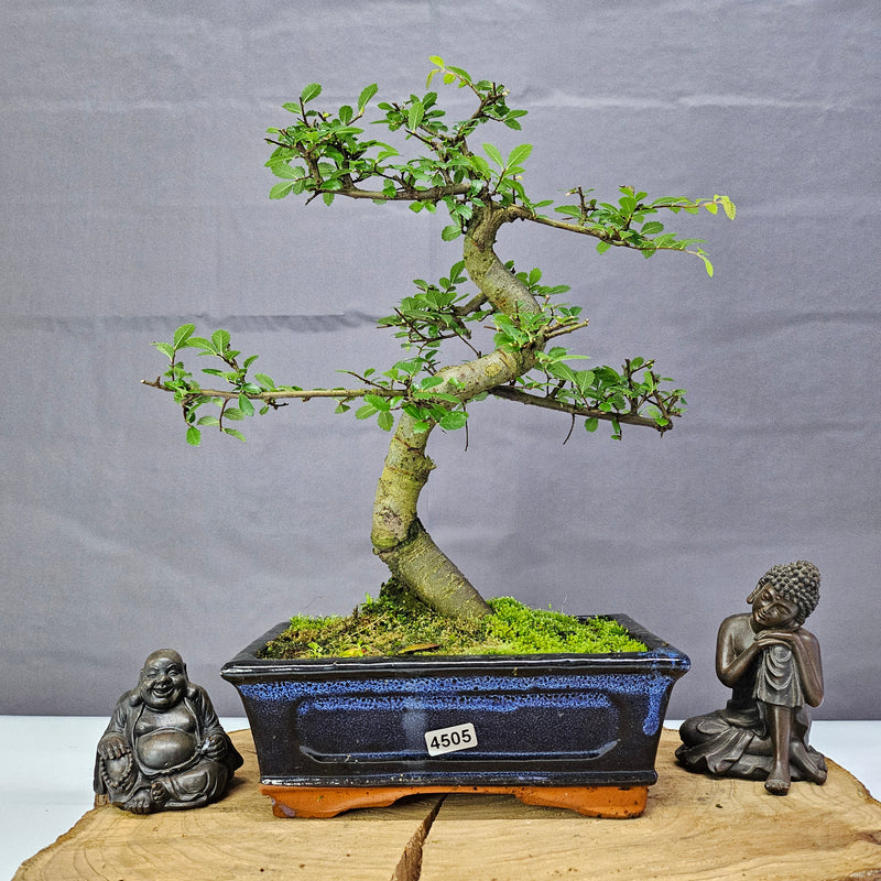 Chinese Elm (Ulmus Parvifolia) Bonsai Tree | Shaped | In 20cm Pot