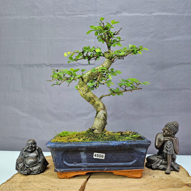 Chinese Elm (Ulmus Parvifolia) Bonsai Tree | Shaped | In 20cm Pot