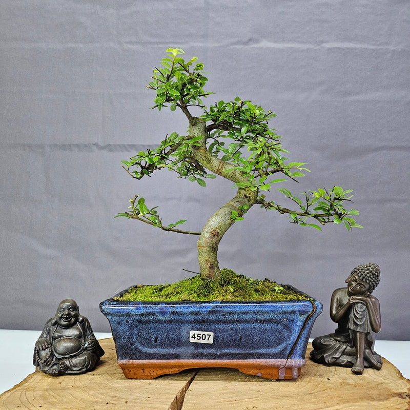 Chinese Elm (Ulmus Parvifolia) Bonsai Tree | Shaped | In 20cm Pot