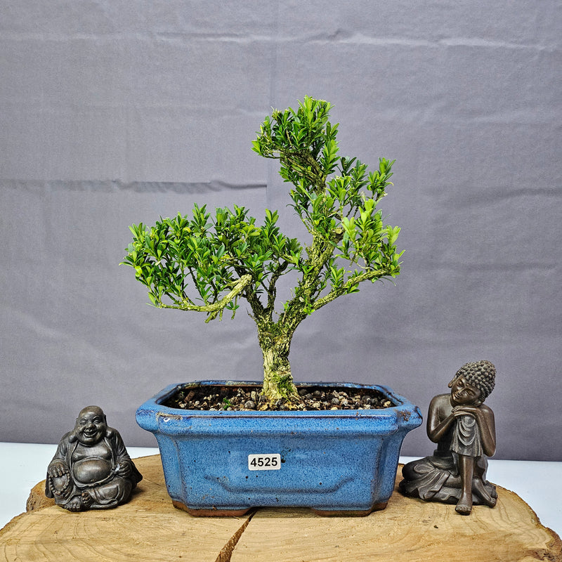 Boxwood (Buxus Harlandii) Bonsai Tree | Shaped | In 20cm Pot