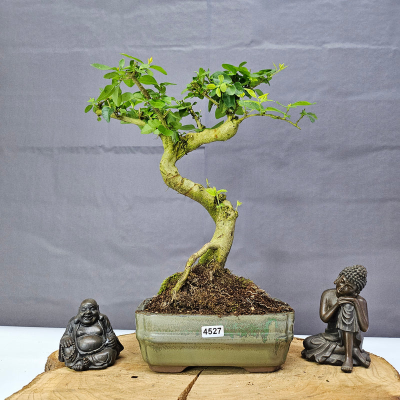 Chinese Privet (Ligustrum Sinense) Bonsai Tree | Shaped | In 15cm Pot