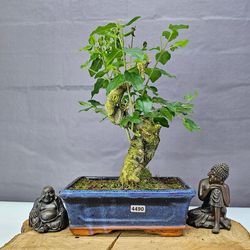 Chinese Privet (Ligustrum Sinense) Bonsai Tree | Shaped | In 20cm Pot