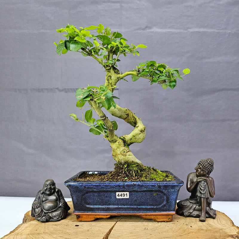 Chinese Privet (Ligustrum Sinense) Bonsai Tree | Shaped | In 20cm Pot