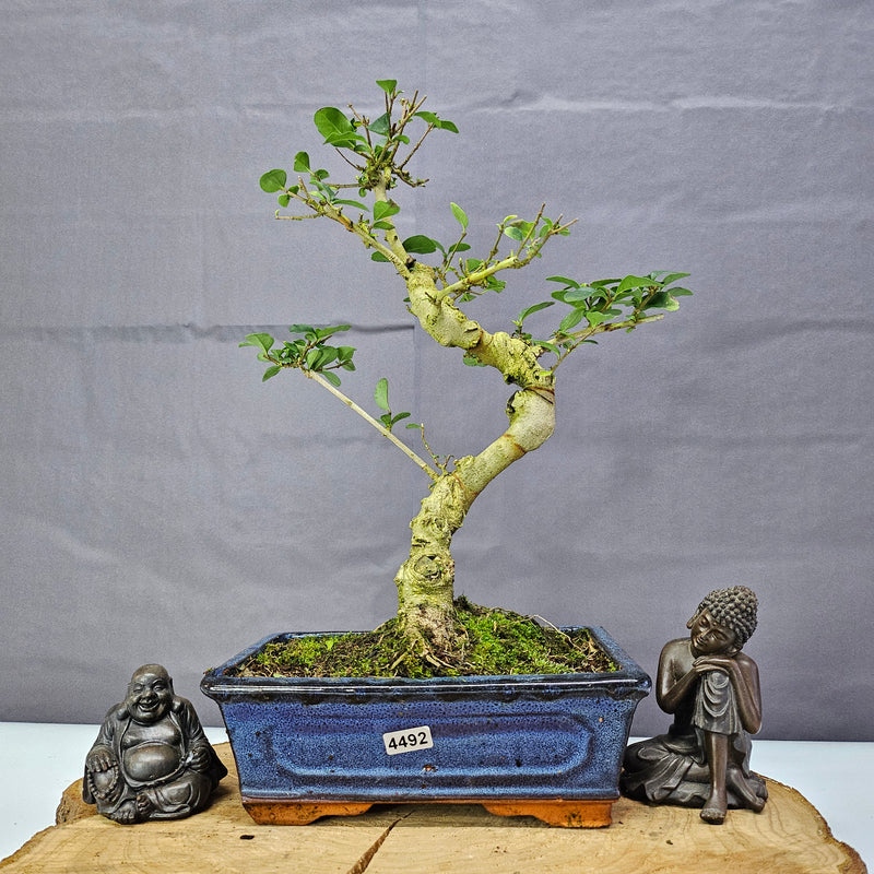 Chinese Privet (Ligustrum Sinense) Bonsai Tree | Shaped | In 20cm Pot