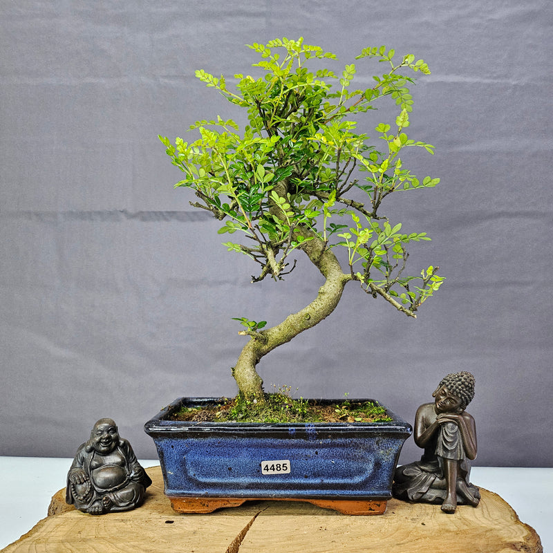 Chinese Pepper (Zanthoxylum Pipertum) Bonsai Tree | Shaped | In 20cm Pot