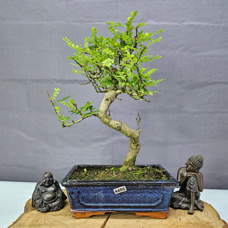 Chinese Pepper (Zanthoxylum Pipertum) Bonsai Tree | Shaped | In 20cm Pot