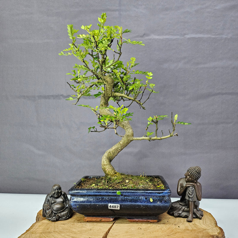 Chinese Pepper (Zanthoxylum Pipertum) Bonsai Tree | Shaped | In 20cm Pot