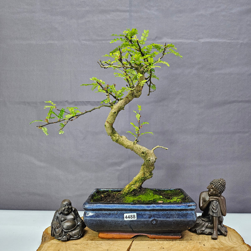 Chinese Pepper (Zanthoxylum Pipertum) Bonsai Tree | Shaped | In 20cm Pot