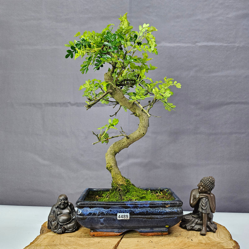 Chinese Pepper (Zanthoxylum Pipertum) Bonsai Tree | Shaped | In 20cm Pot