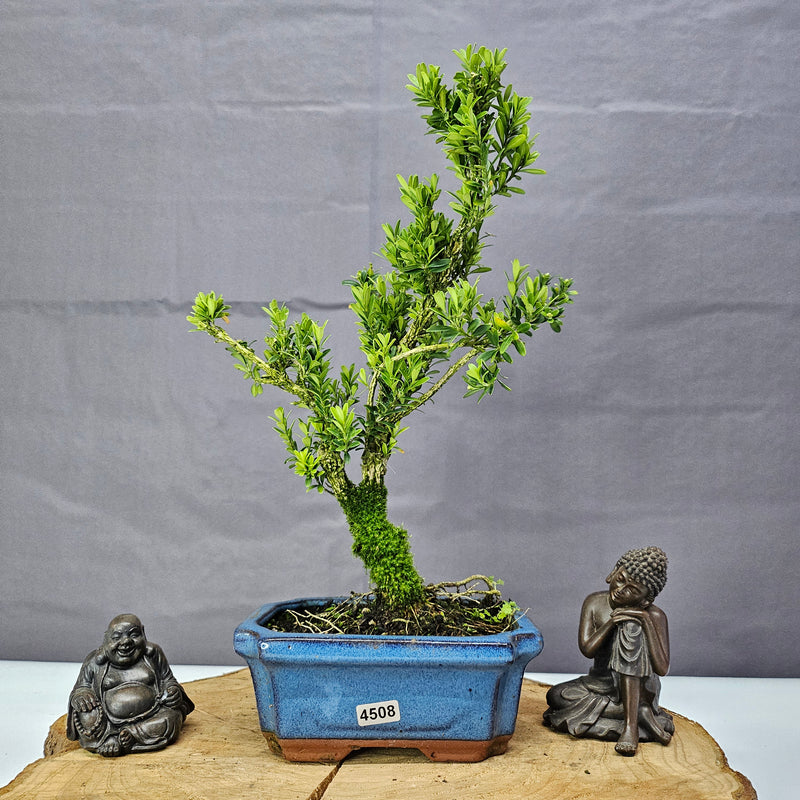 Boxwood (Buxus Harlandii) Bonsai Tree | Shaped | In 15cm Pot