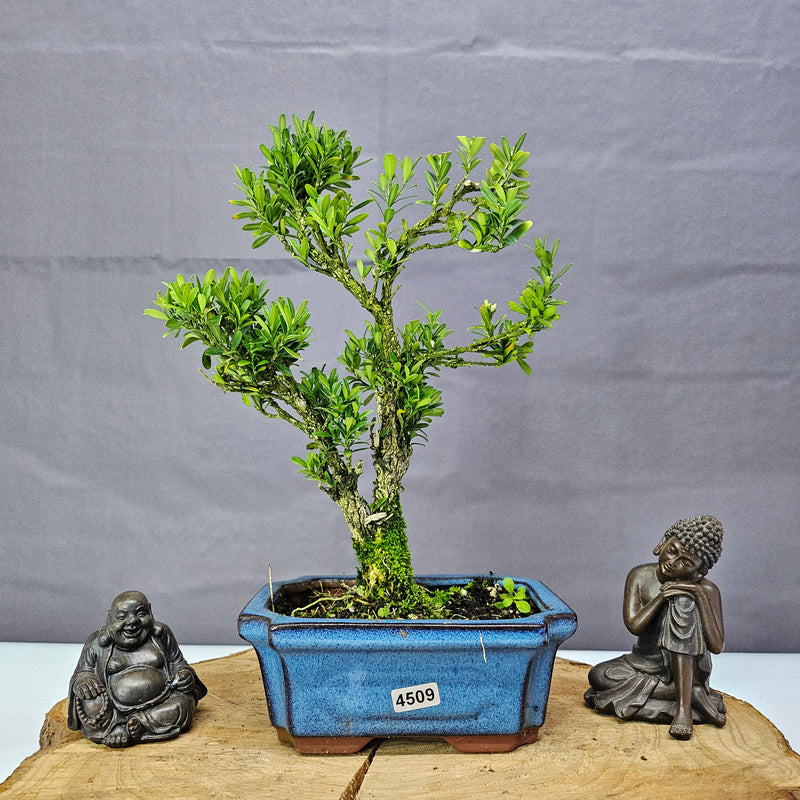 Boxwood (Buxus Harlandii) Bonsai Tree | Shaped | In 15cm Pot