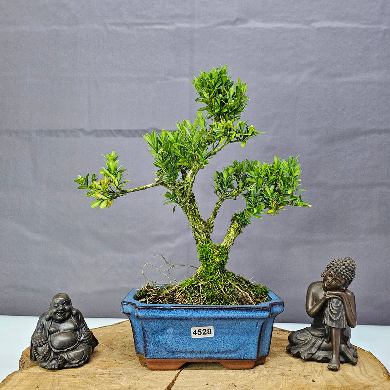 Boxwood (Buxus Harlandii) Bonsai Tree | Shaped | In 15cm Pot