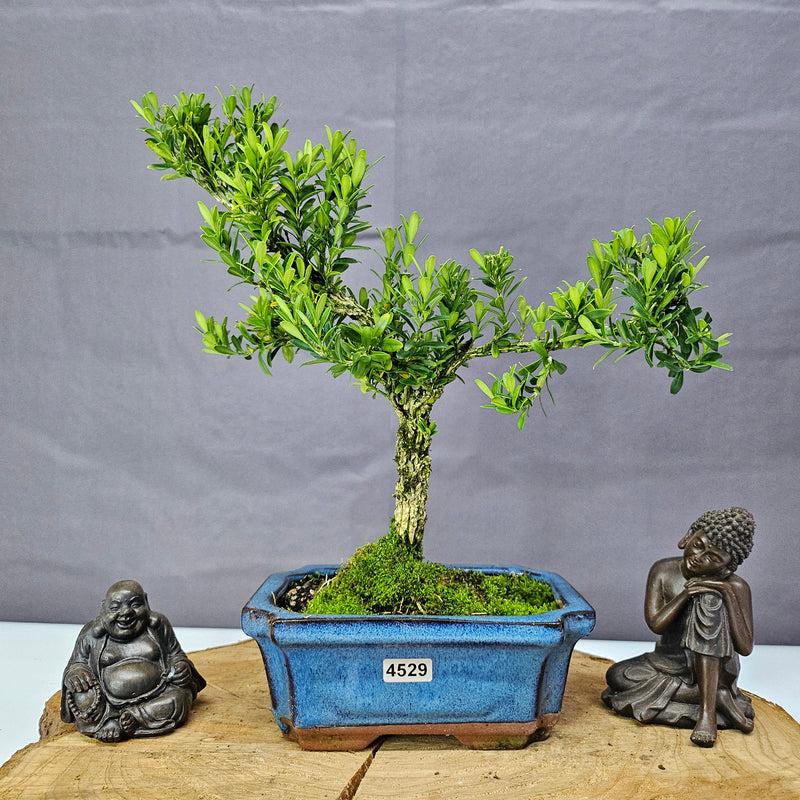 Boxwood (Buxus Harlandii) Bonsai Tree | Shaped | In 15cm Pot