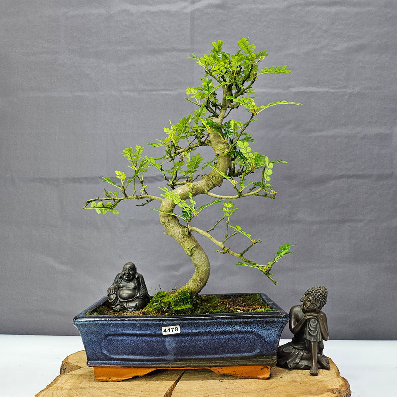 Chinese Pepper (Zanthoxylum Pipertum) Bonsai Tree | Shaped | In 25cm Pot