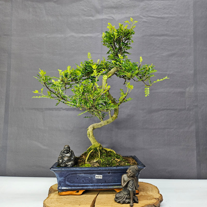 Chinese Pepper (Zanthoxylum Pipertum) Bonsai Tree | Shaped | In 30cm Pot