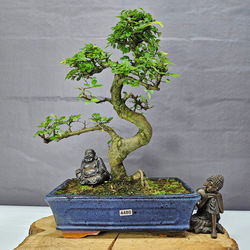 Chinese Elm (Ulmus Parvifolia) Bonsai Tree | Shaped | In 25cm Pot