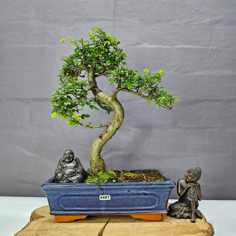 Chinese Elm (Ulmus Parvifolia) Bonsai Tree | Shaped | In 25cm Pot