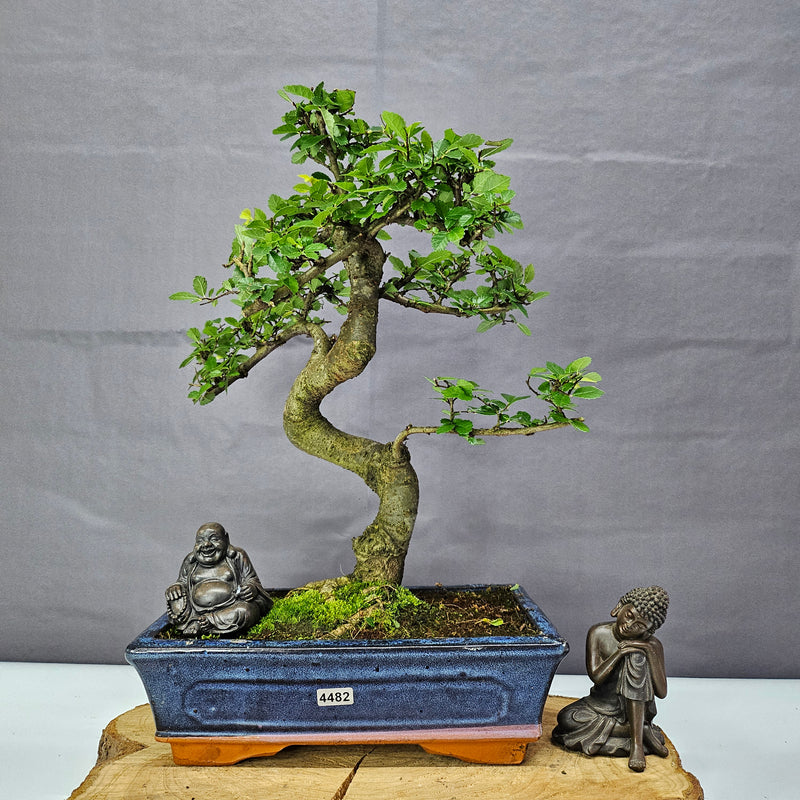 Chinese Elm (Ulmus Parvifolia) Bonsai Tree | Shaped | In 25cm Pot