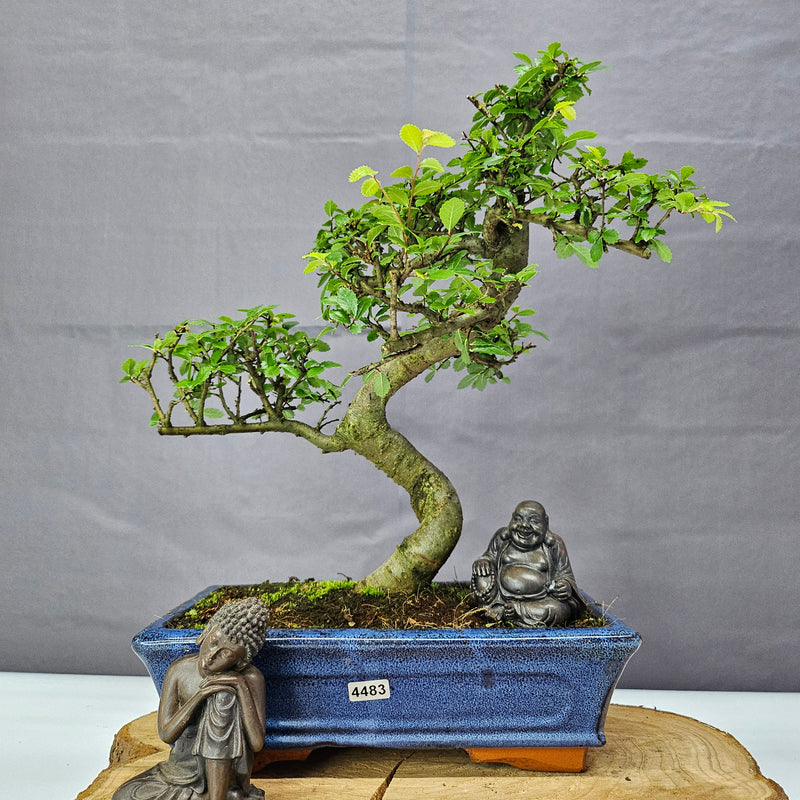 Chinese Elm (Ulmus Parvifolia) Bonsai Tree | Shaped | In 25cm Pot