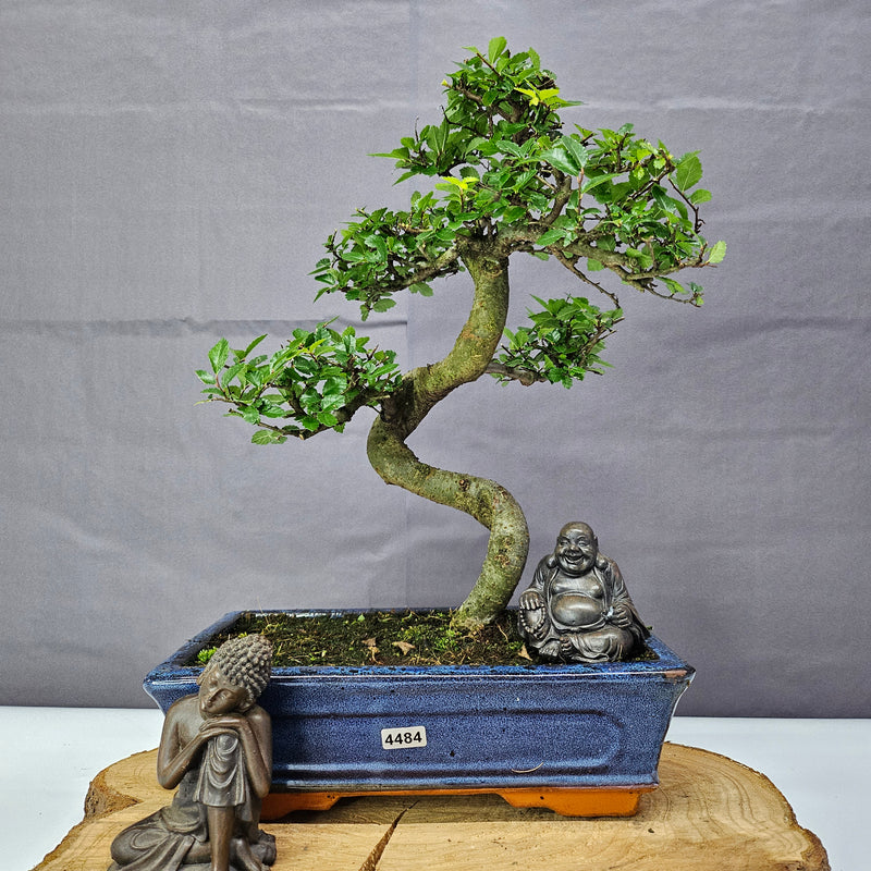 Chinese Elm (Ulmus Parvifolia) Bonsai Tree | Shaped | In 25cm Pot