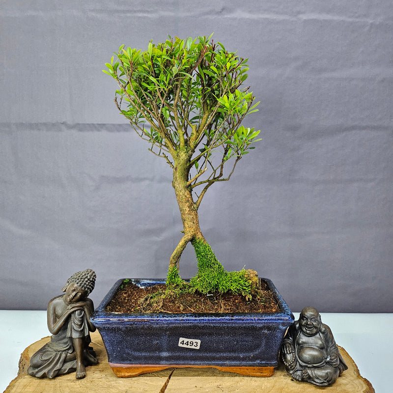 Brush Cherry (Syzygium) Bonsai Tree | Broom | In 20cm Pot