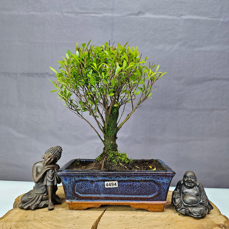 Brush Cherry (Syzygium) Bonsai Tree | Broom | In 20cm Pot