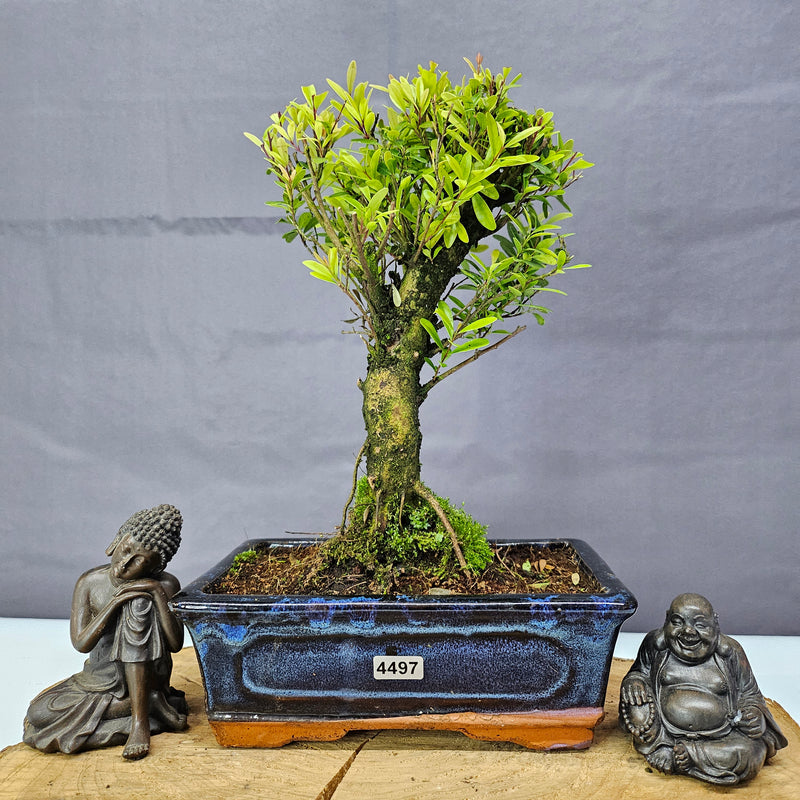 Brush Cherry (Syzygium) Bonsai Tree | Broom | In 20cm Pot