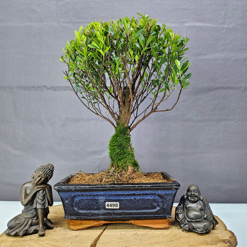 Brush Cherry (Syzygium) Bonsai Tree | Broom | In 20cm Pot