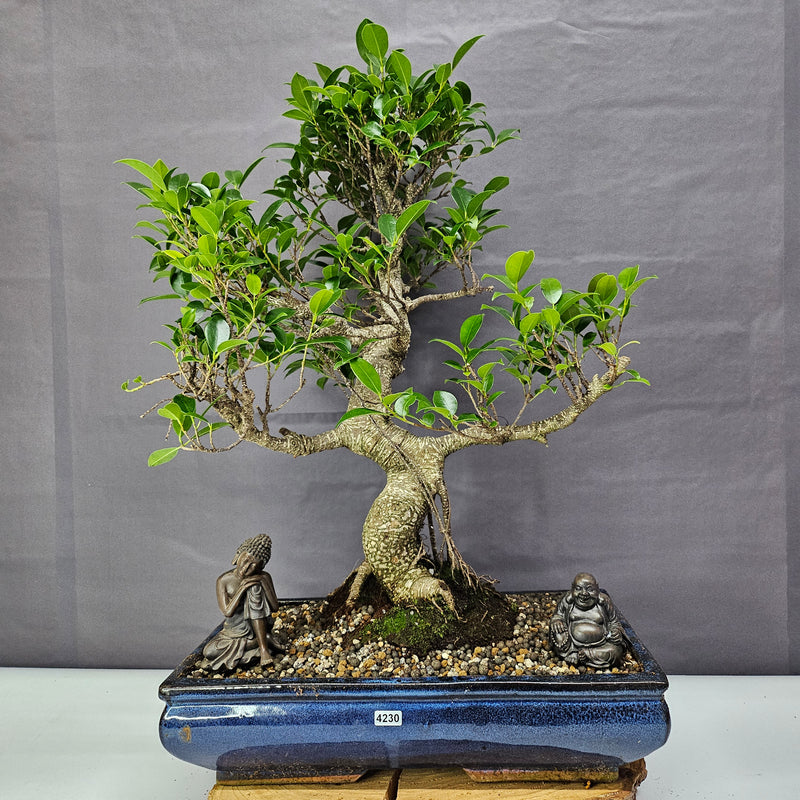 Ficus Microcarpa (Banyan Fig) Large Indoor Bonsai Tree | Shaped | In 40cm Pot