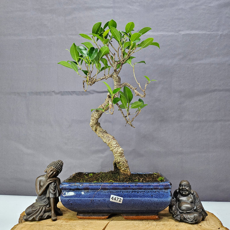 Ficus Microcarpa (Banyan Fig) Indoor Bonsai Tree | Shaped | In 20cm Pot